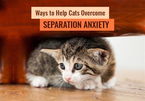 Calming Scaredy Cats: Tips and Techniques for Anulet Owners